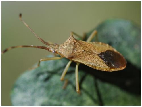 Gonocerus acuteangulatus