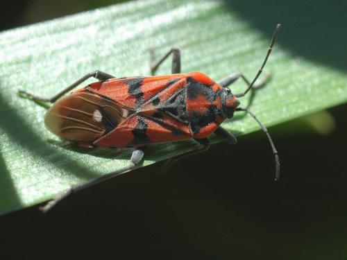 Réf. 29 986 : Spilostethus pandurus