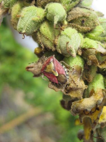 Dolycoris baccarum