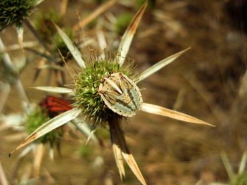 Réf. 29 573 : Graphosoma semipunctatum