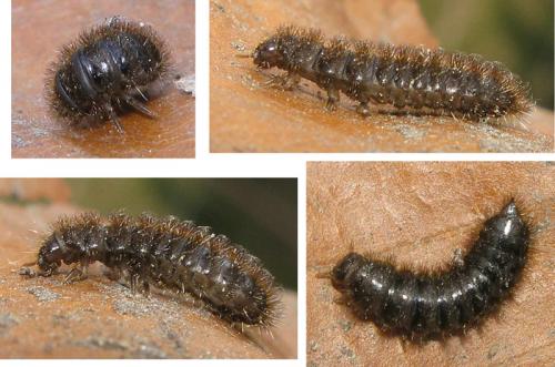 Lagria hirta