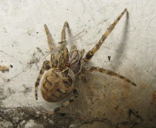 Réf. 29 956 : Larinioides sclopetarius