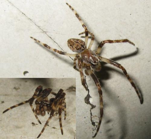 Réf. 29 955 : Larinioides sclopetarius