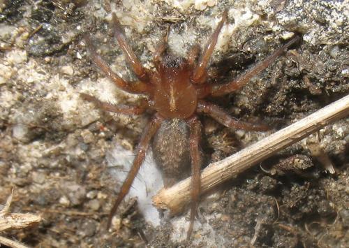 Réf. 29 190 : Lycosoides sp.