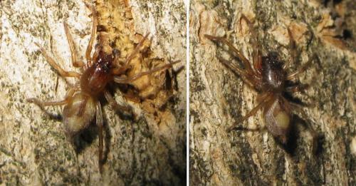 Porrhoclubiona leucaspis