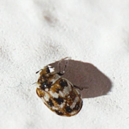 Anthrenus verbasci