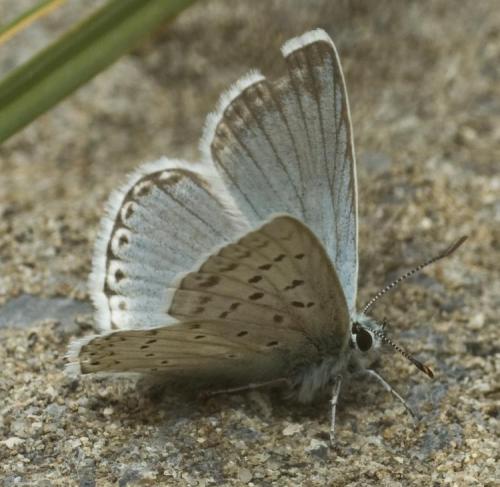 Polyommatus coridon