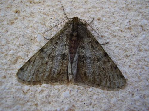 Phigalia pilosaria