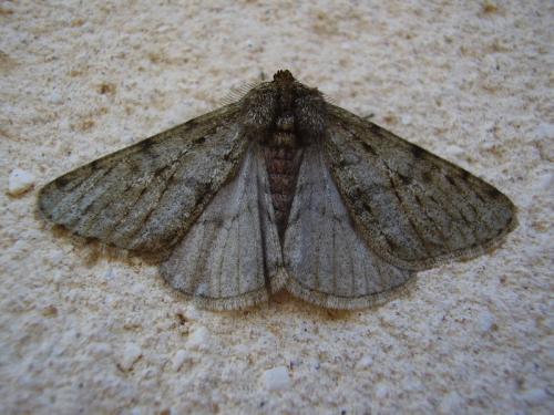 Phigalia pilosaria
