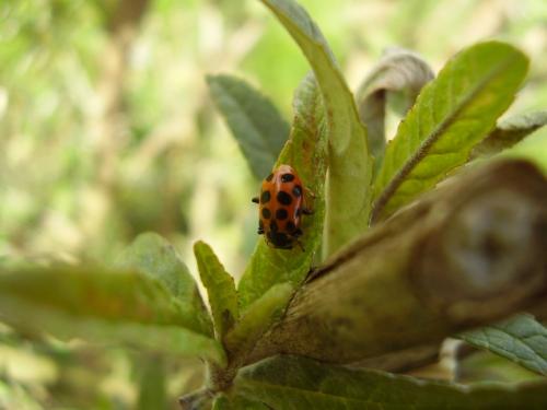 Réf. 29 995 : Hippodamia tredecimpunctata