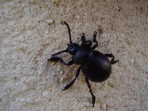 Réf. 29 997 : Timarcha tenebricosa