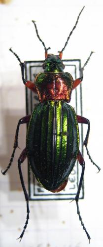 Carabus auronitens auronitens
