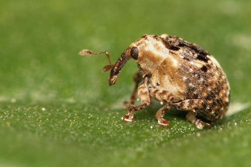 Cionus alauda