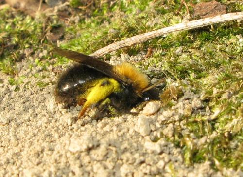 Réf. 29 146 : Andrena clarkella
