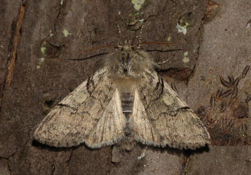 Achlya flavicornis
