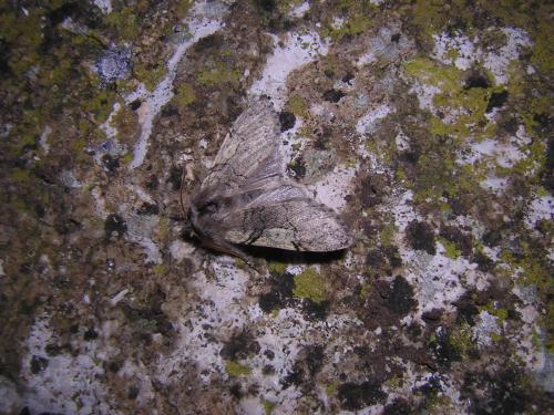 Achlya flavicornis
