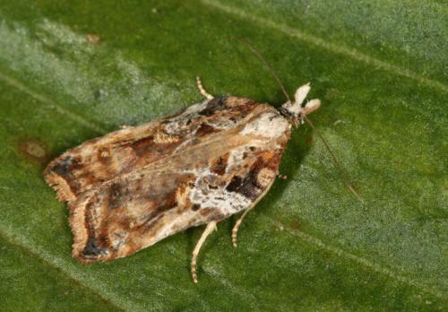 Réf. 29 271 : Acleris cristana