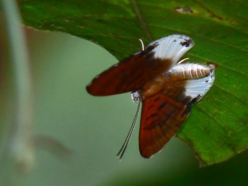 Réf. 29 182 : Adelotypa sp.