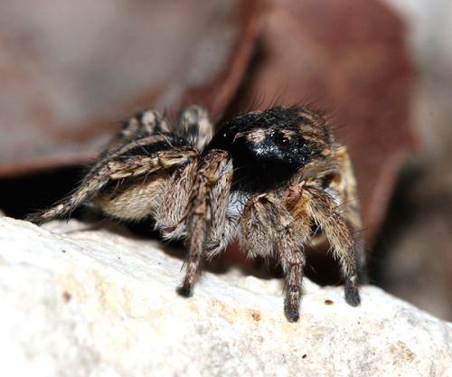 Aelurillus v-insignitus