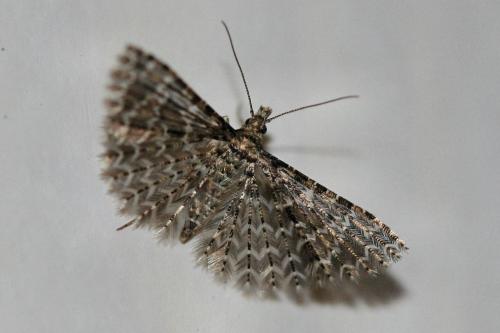 Réf. 29 127 : Alucita huebneri