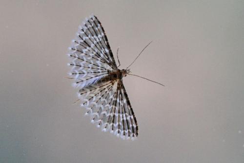 Alucita huebneri