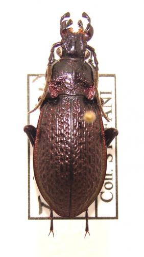 Réf. 29 928 : Carabus alysidotus