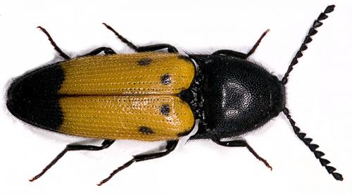 Ampedus quadrisignatus