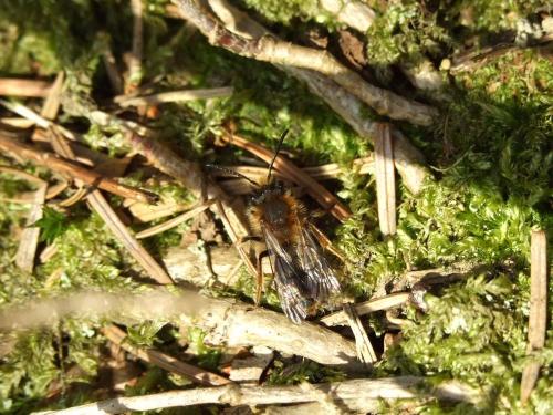 Andrena sp.