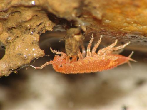 Androniscus dentiger