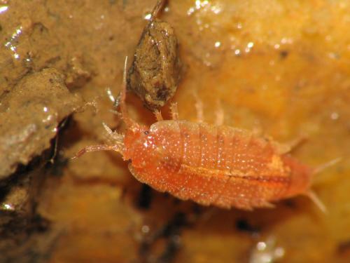 Androniscus dentiger