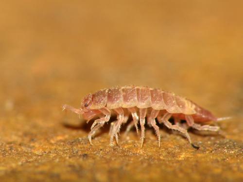 Androniscus dentiger