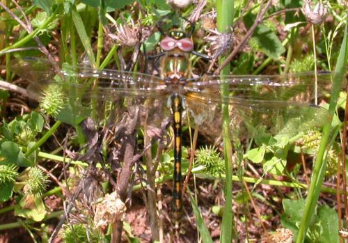 Oxygastra curtisii