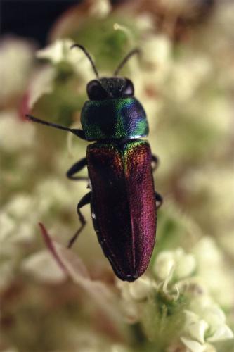 Réf. 29 368 : Anthaxia ignipennis