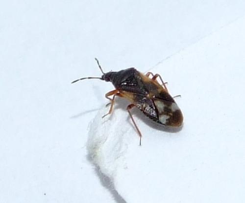 Anthocoris butleri