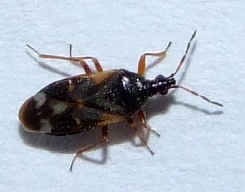 Réf. 29 664 : Anthocoris butleri