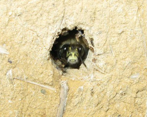 Réf. 29 894 : Anthophora plumipes