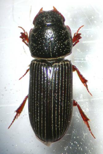 Pleurophorus sp.