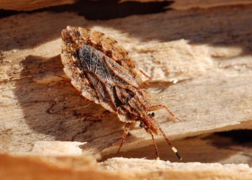 Aradus betulae