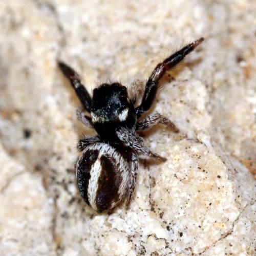 Réf. 29 122 : Pellenes sp.