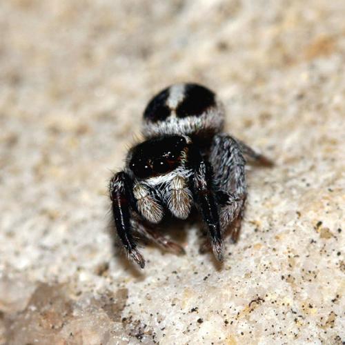 Réf. 29 123 : Pellenes sp.
