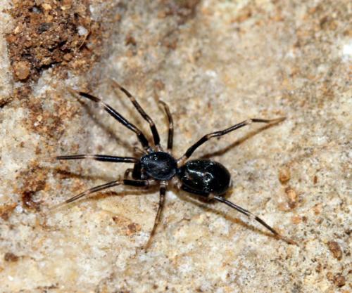Liophrurillus flavitarsis