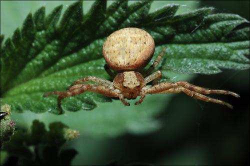 Xysticus sp.