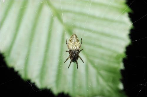 Réf. 29 537 : Cyclosa conica