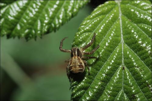 Réf. 29 528 : Xysticus sp.