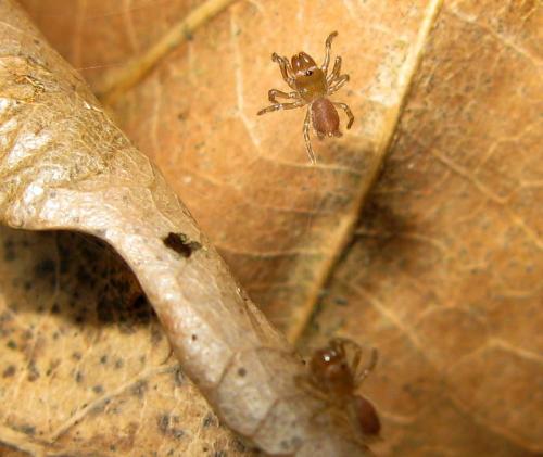 Atypus sp.