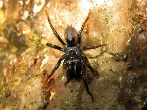 Réf. 29 614 : Atypus sp.