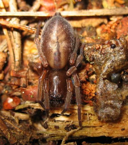 Réf. 29 148 : Clubiona corticalis