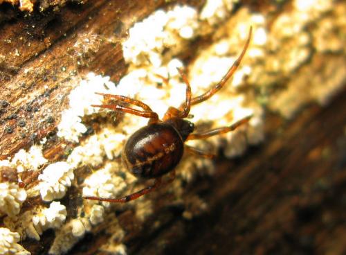 Steatoda bipunctata
