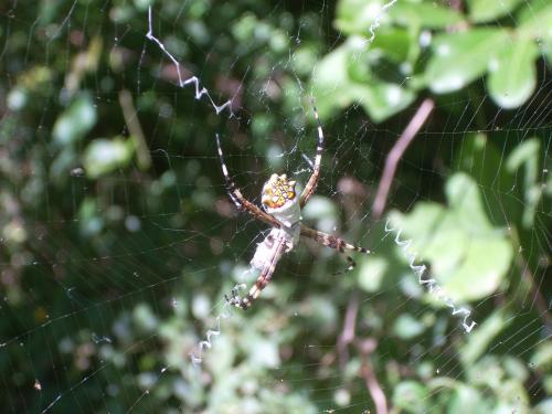Argiope argentata