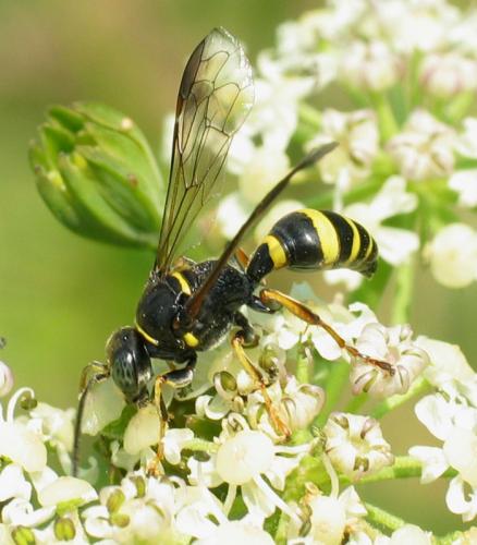 Gorytes laticinctus